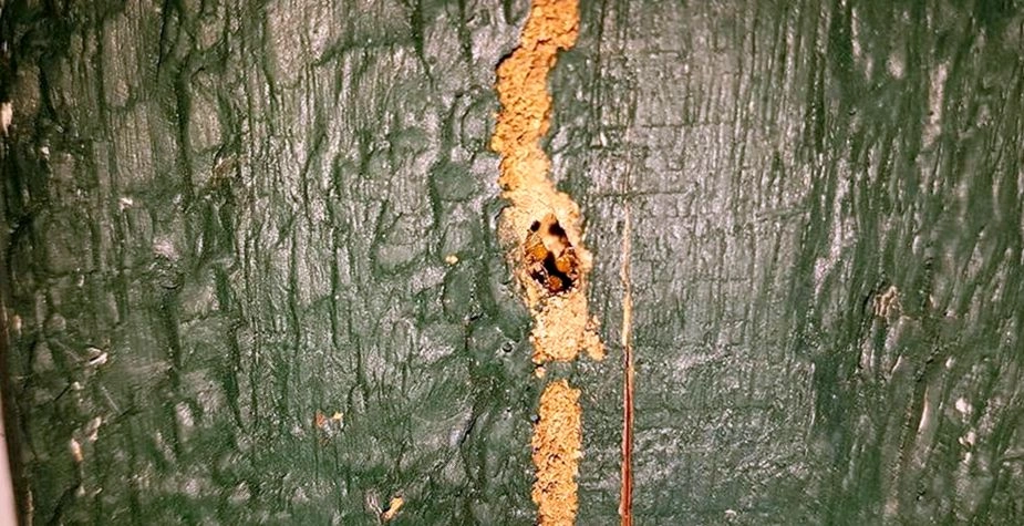 Residential Treatment by Springtree Pest Control in Gainesville, FL