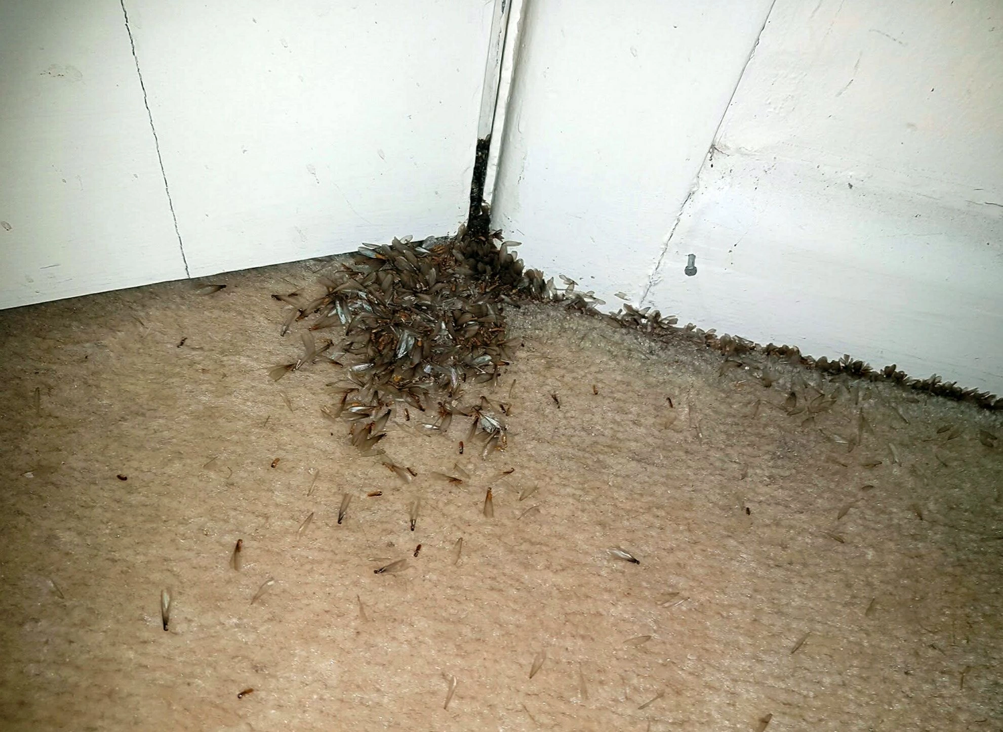 Preventive Maintenance by Springtree Pest Control in Gainesville, FL